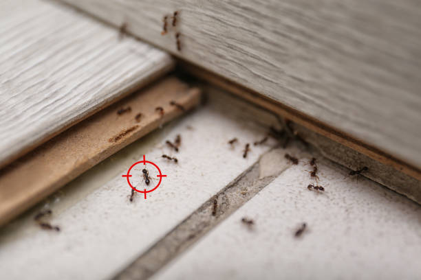 Best Pest Prevention Services  in Altavista, VA