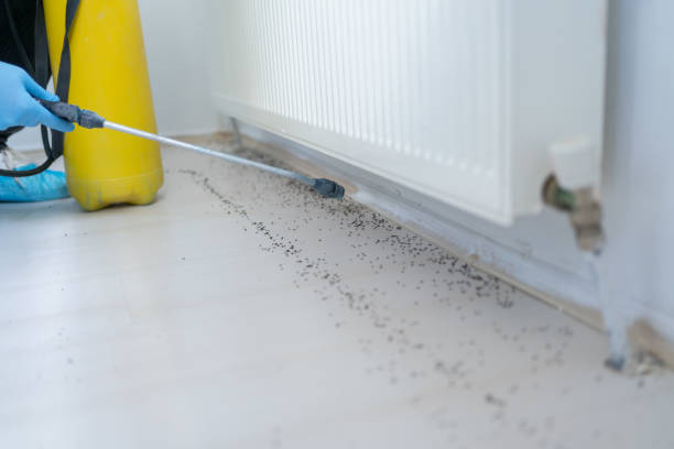 Reliable Altavista, VA Pest Control Solutions
